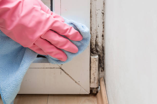 Forensic Mold Investigation in Lake Placid, FL